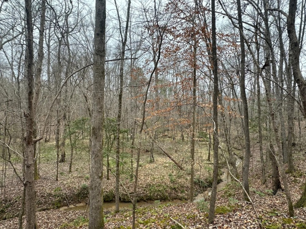 53 acres - near Camden AL featured image