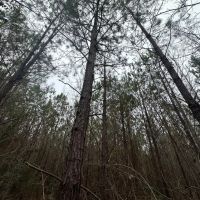 53 acres - near Camden AL images 3