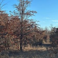 20 acres Undeveloped Land for sale Ratliff City Oklahoma images 3