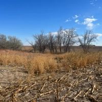 Rooks County Cultivation and Grass images 2