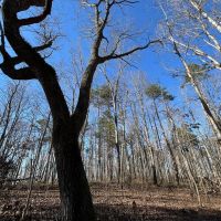 Bankhead National Forest 15 Acres images 4