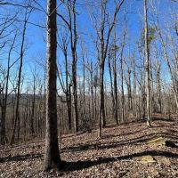Bankhead National Forest 15 Acres images 5