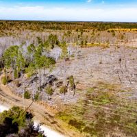 33 Ac Hunting amp Timber Calhoun Co images 3