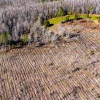 33 Ac Hunting amp Timber Calhoun Co images 4