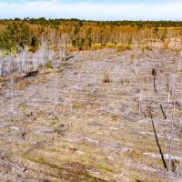 33 Ac Hunting amp Timber Calhoun Co images 5