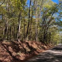 Great Timberland Hunting Tract in Southwest Mississippi images 2