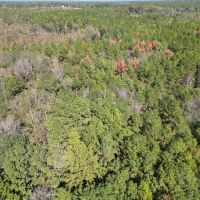 Great Timberland Hunting Tract in Southwest Mississippi images 3