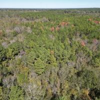 Great Timberland Hunting Tract in Southwest Mississippi images 4