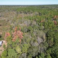 Great Timberland Hunting Tract in Southwest Mississippi images 5