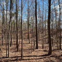 80 Acres in Attala County MS off County Road 5001 images 2