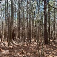 80 Acres in Attala County MS off County Road 5001 images 3