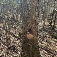 80 Acres in Attala County MS off County Road 5001 images 4