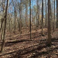 80 Acres in Attala County MS off County Road 5001 images 5