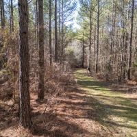 Mississippi Land for Sale Montgomery County images 4