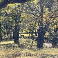 429 - Acres….3 2 Home 2 Live Creeks Water Wells 3 - ac Lake Elevation Hunting Barn More
