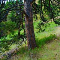 Box Canyon Beauty images 5