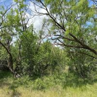 New Listing 10.5 Acres Tract 8 Callahan County images 5