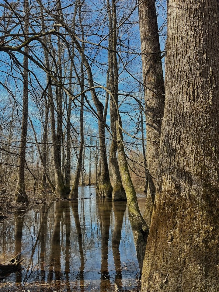 204 Acres in Winston County MS featured image