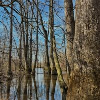 204 Acres in Winston County MS