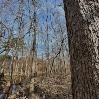 204 Acres in Winston County MS images 2