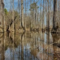 204 Acres in Winston County MS images 3