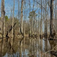 204 Acres in Winston County MS images 4