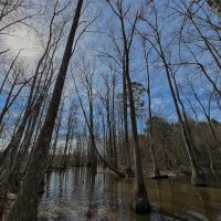 204 Acres in Winston County MS images 5