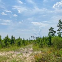 59 Acres T-6 Red Hollow images 3