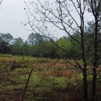 East Texas Home on 20 Acres of Land images 2
