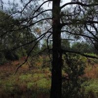 East Texas Home on 20 Acres of Land images 4
