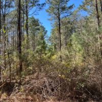 Rural Recreational Investment Property images 3
