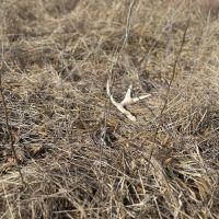 80 Acre Kansas Hunting Tillable Ground for Sale - Bourbon County images 3