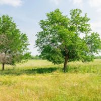 50 Acres in Milam COunty images 4