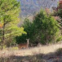 JOSLIN RIDGE RANCH images 4