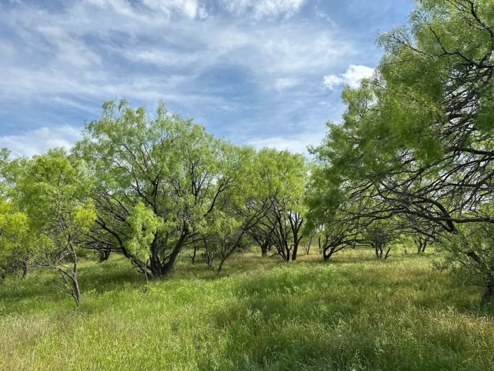New Listing 20 Acres Tract 15 Shackelford County featured image
