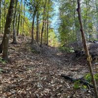Land for Sale Amite County MS - 80 Acres Timberland