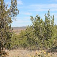 Loehr Ranch images 2