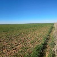 Farm For Sale 160 Acres Grandfield Oklahoma Tillman County images 3