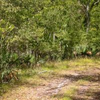 1600 Acres Land for Sale Outside of Baton Rouge LA images 4