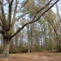 Old Lock One Road Coffeeville Alabama images 3