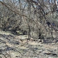 853 - Acres….Creek Elevation Hunting Heavy Cover Food Plots Much more images 3