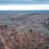 Young Timber Tract 37 images 1