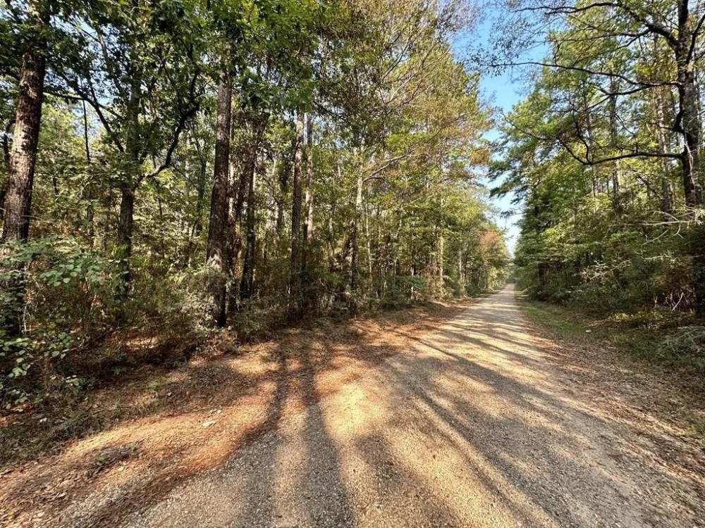 34.12 Acres Timberland Hunting Land for Sale Southeast LA featured image