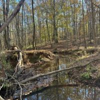 20 - Lee Co. Pasture amp Creek images 5