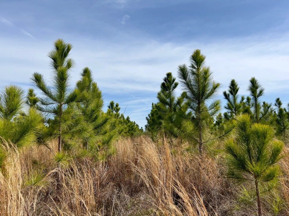 101 Ac Timber amp HBU Calhoun Co. FL featured image