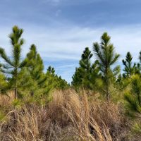 101 Ac Timber amp HBU Calhoun Co. FL