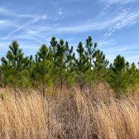 101 Ac Timber amp HBU Calhoun Co. FL images 2