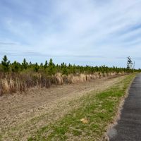 101 Ac Timber amp HBU Calhoun Co. FL images 3