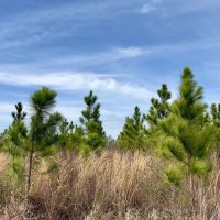 101 Ac Timber amp HBU Calhoun Co. FL images 4