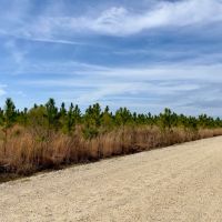 101 Ac Timber amp HBU Calhoun Co. FL images 5